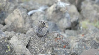 Yellowstone Ulusal Parkı 'ndaki Washburn Dağı' nın arka manzarası.