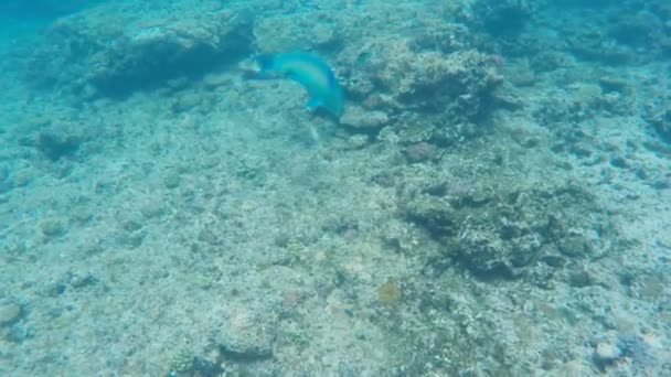 Egy tompa fejű papagájhal táplálkozik a nagy korallzátonyon Queenslandben, a heron-szigeten. — Stock videók