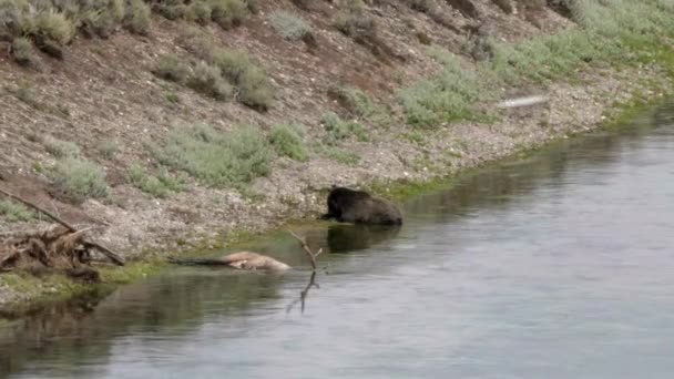 イエローストーン国立公園のイエローストーン川に座っている間、グリズリークマが毛皮をつつき — ストック動画