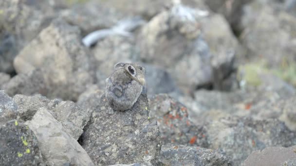 Een achteraanzicht van een pika op mt washburn in Yellowstone National Park — Stockvideo