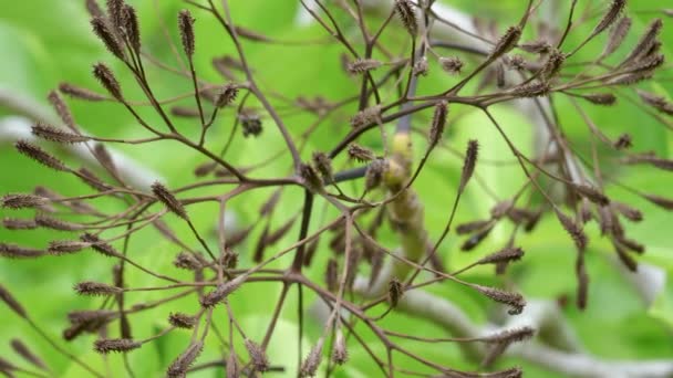 Pisonia-Saatgrate auf einem Baum auf der Reiherinsel am großen Barriereriff — Stockvideo