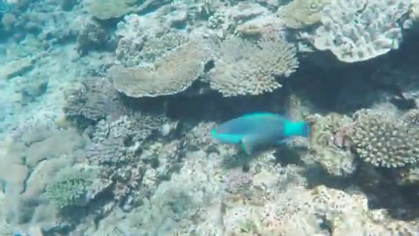 Papageienfische am großen Barriereriff auf der Reiherinsel — Stockvideo