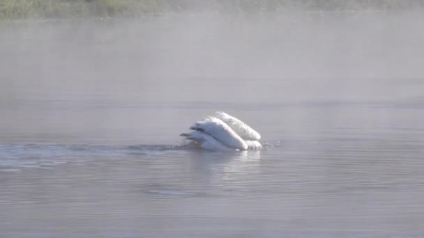 Vista lateral de pelícanos blancos alimentándose en una mañana brumosa en yellowstone — Vídeos de Stock