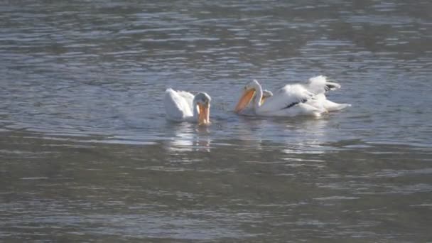 Câmera lenta perto de pelicanos captura de peixe no parque nacional de yellowstone — Vídeo de Stock