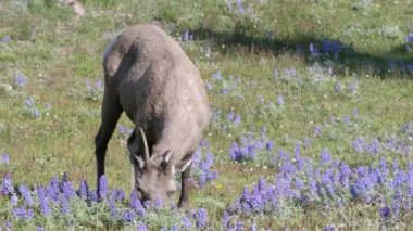 Bir bighorn koyunu Yellowstone 'da Washburn Dağı' nda otlamayı bırakır.