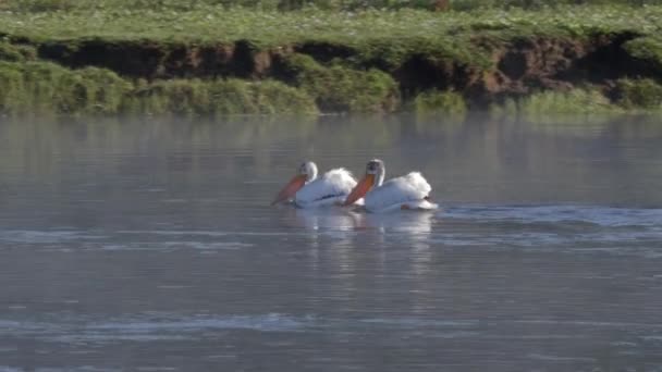 Witte pelikanen peddelen op de geelsteen rivier — Stockvideo