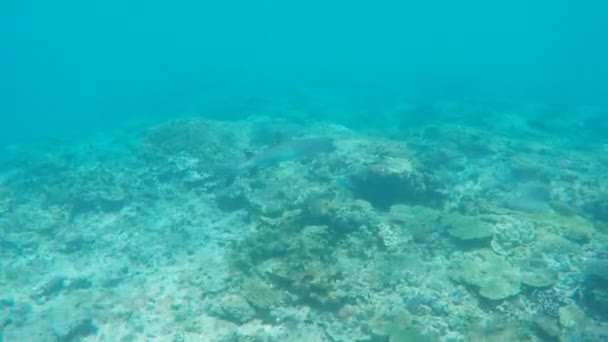 Büyük Set Resifi 'nde şnorkelle yüzerken kaydedilen beyaz uçlu köpekbalığının geniş bir görüntüsü. — Stok video