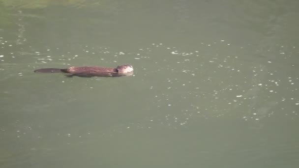 Un plan à angle élevé de deux castors nageant dans la rivière lamar du parc national de Yellowstone — Video