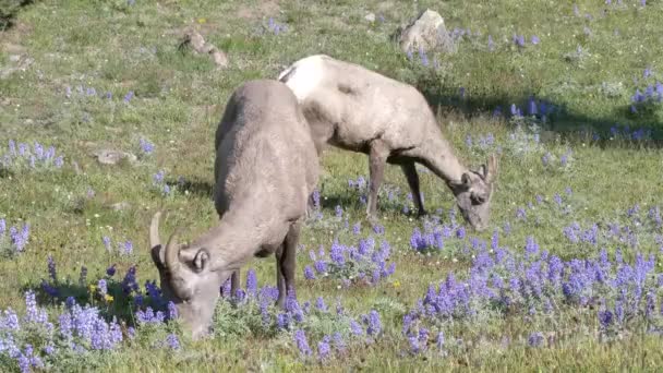 Dos ovejas bighorn pastando en mt washburn en yellowstone — Vídeo de stock