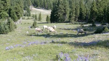 Yellowstone Ulusal Parkı 'ndaki Washburn Dağı' nda otlayan koca boynuzlu koyun sürüsünün geniş bir manzarası.