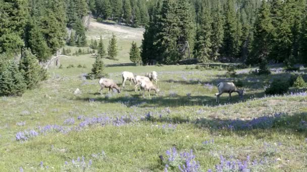 Široký pohled na stádo ovcí, pasoucí se na horské pastvě v národním parku Yellowstone — Stock video