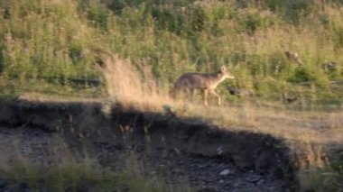 Yellowstone Ulusal Parkı 'ndaki Lamar Vadisi' nde bizon leşine yaklaşan bir çakal görüntüsü.