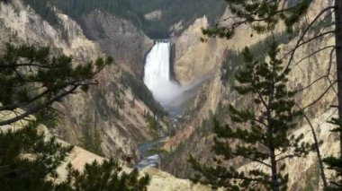 Yellowstone 'daki sanatçı noktasından alttaki düşüşlere ve çam ağaçlarına yakınlaş