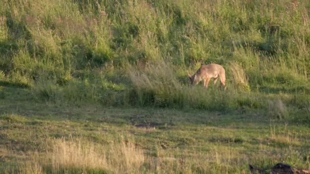 Coyote feeding on a dead bison in the lamar valley of yellowstone — Stock Video