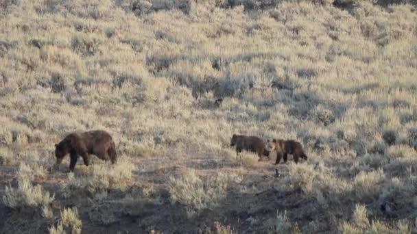 Rastreando el disparo de un oso pardo y sus cachorros en el valle del lamar, yellowstone — Vídeos de Stock