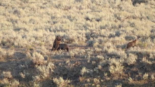 Un orso grizzly scrofa segue il suo cucciolo nella valle lamar di yellowstone — Video Stock