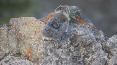 Yellowstone 'da ağzında taze çimen olan bir pikanın 4K 60 poundluk dikiz görüntüsü