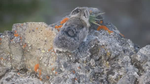 4K 60p achteraanzicht van een pika met vers gras in de mond bij yellowstone — Stockvideo