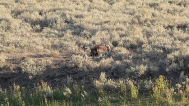 Madre en reposo oso pardo y cachorros en el valle lamar de yellowstone — Vídeos de Stock