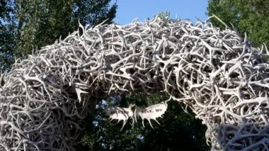 Jackson Hole, Wyoming, Usa - 17 Ağustos 2017: Jackson Deliği, Wyoming 'deki parkta boynuz kemerine yakın çekim