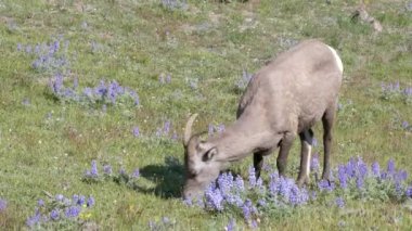 a high angle shot of a bighorn sheep grazing on mt washburn in yellowstone national park