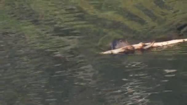 Klip 4K 60p bobra pływającego z dużą gałązką w Lamar River of Yellowstone National Park — Wideo stockowe