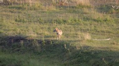 Yellowstone Lamar Vadisi 'ndeki bir çakalın izini sürüyorum.