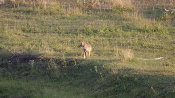 Стеження за пострілом койота в долині ламара з жовтого каменю — стокове відео