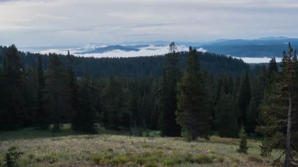 Zeitraffer am frühen Morgen vom Dunraven Pass in Yellowstone — Stockvideo