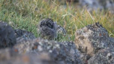 4K 60p. Yellowstone 'daki Washburn Dağı' nda çim biçen bir pikanın dikiz görüntüsü.