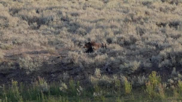 une mère au repos grizzly ours lève les yeux et autour dans la pierre jaune 