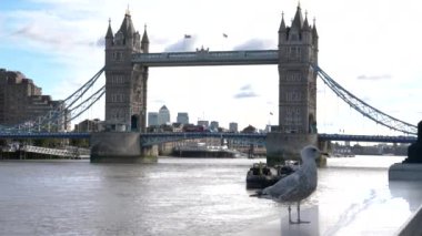 Thames nehri üzerindeki ikonik kule köprüsü ve Londra 'daki bir martı.
