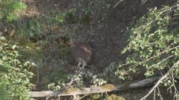 Een bever die een tak in geelsteen vervoert — Stockvideo