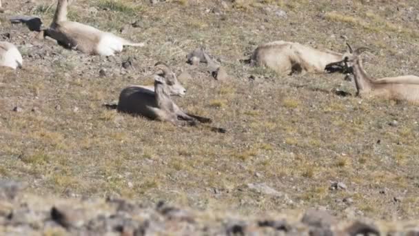 Owca bighorn spoczywa w letnim upale na wzgórzu washburn w Yellowstone — Wideo stockowe