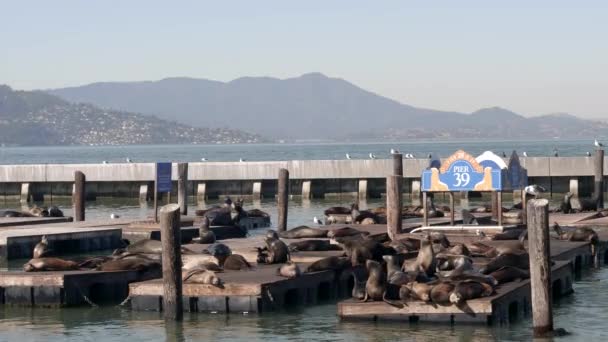 Szerokie ujęcie kalifornijskich lwów morskich na molo 39 w San Francisco — Wideo stockowe