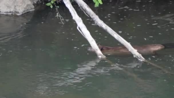 Beaver swimming beside bank then diving in the lamar river of yellowstone — Stock Video