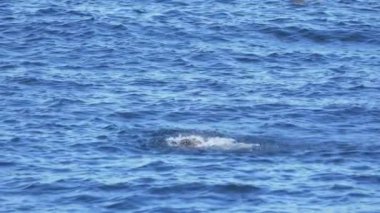 Kaliforniya 'daki Monterey Körfezi' nde karabatak banyosunun 180p yavaş çekimi