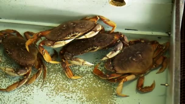 Varios cangrejo mazmorra vivo en un tanque en el muelle de pescadores, san francisco — Vídeos de Stock