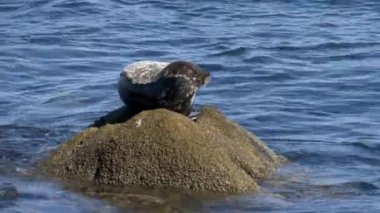 Kaliforniya 'daki Monterey Körfezi' ne bakan bir kayanın üzerindeki liman foku.