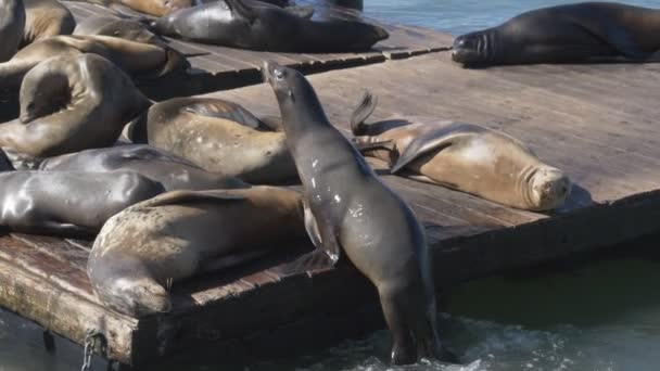 180p slow motion schot zeeleeuw slepende uit op pier 39 in San Francisco — Stockvideo