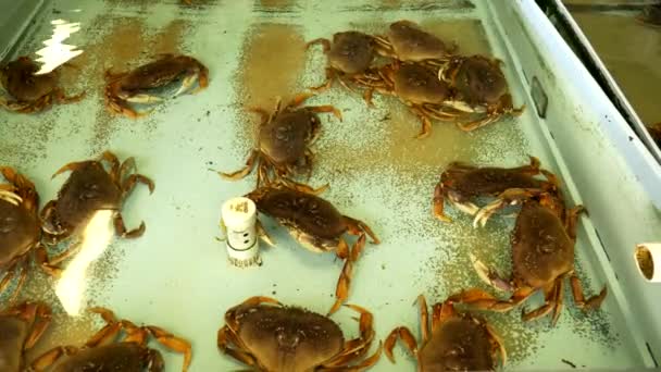 Cangrejo de mazmorra vivo en el muelle de pescadores en San Francisco — Vídeo de stock