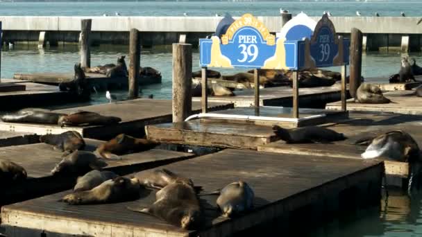 Dichtbij uitzicht op zeeleeuwen bij pier 39 in San Francisco — Stockvideo