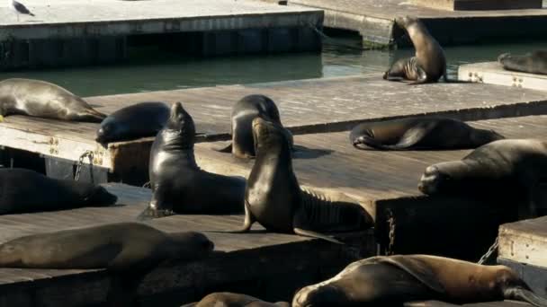 California zeeleeuw poseren op drijvende pontons op pier 39 in San Francisco — Stockvideo