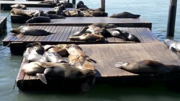 加州旧金山39号码头海狮日光浴 — 图库视频影像