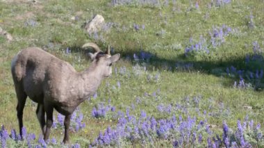 Bir bighorn koyunu Yellowstone 'da Washburn Dağı' nda otlamaya devam ediyor.