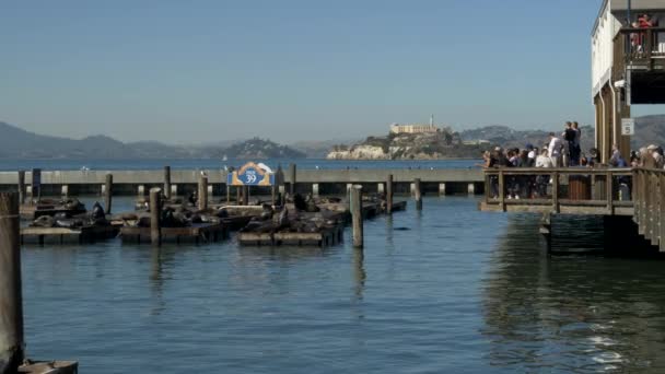 SAN FRANCISCO, CA, Estados Unidos - 26 DE OCTUBRE DE 2017: los turistas observan al león marino en el muelle 39 de San Francisco — Vídeo de stock