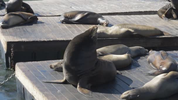 Een 180p slow motion shot van een mannelijke Californische zeeleeuw op pier 39 in San Francisco — Stockvideo