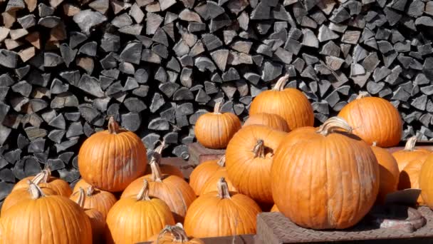 Primer plano de las calabazas de otoño en un remolque en el vermont — Vídeos de Stock