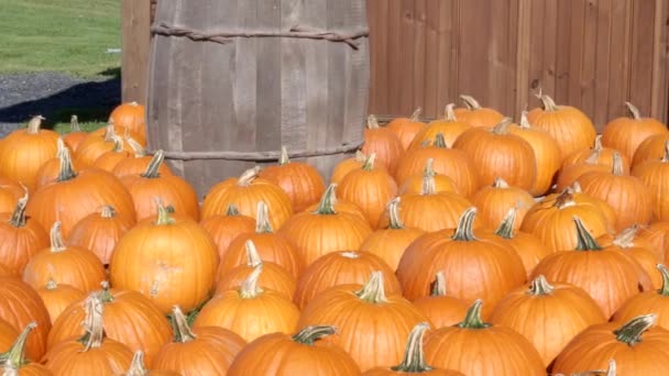 Falla pumpor på marken på en gård i Vermont — Stockvideo