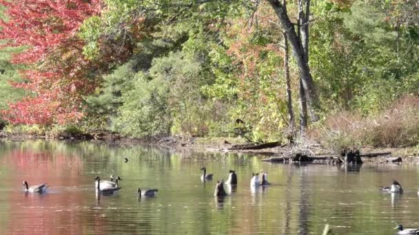 Yeni Hampshire 'da bir gölette beslenen kazlar ve sonbahar renklerinde ağaçlar. — Stok video